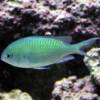Grünes Schwalbenschwänzchen (Chromis viridis)