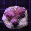 Poccilopora damicornis pink