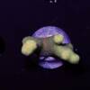 Porites sp. "Yellow"