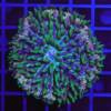 Fungia sp. "rainbow" L