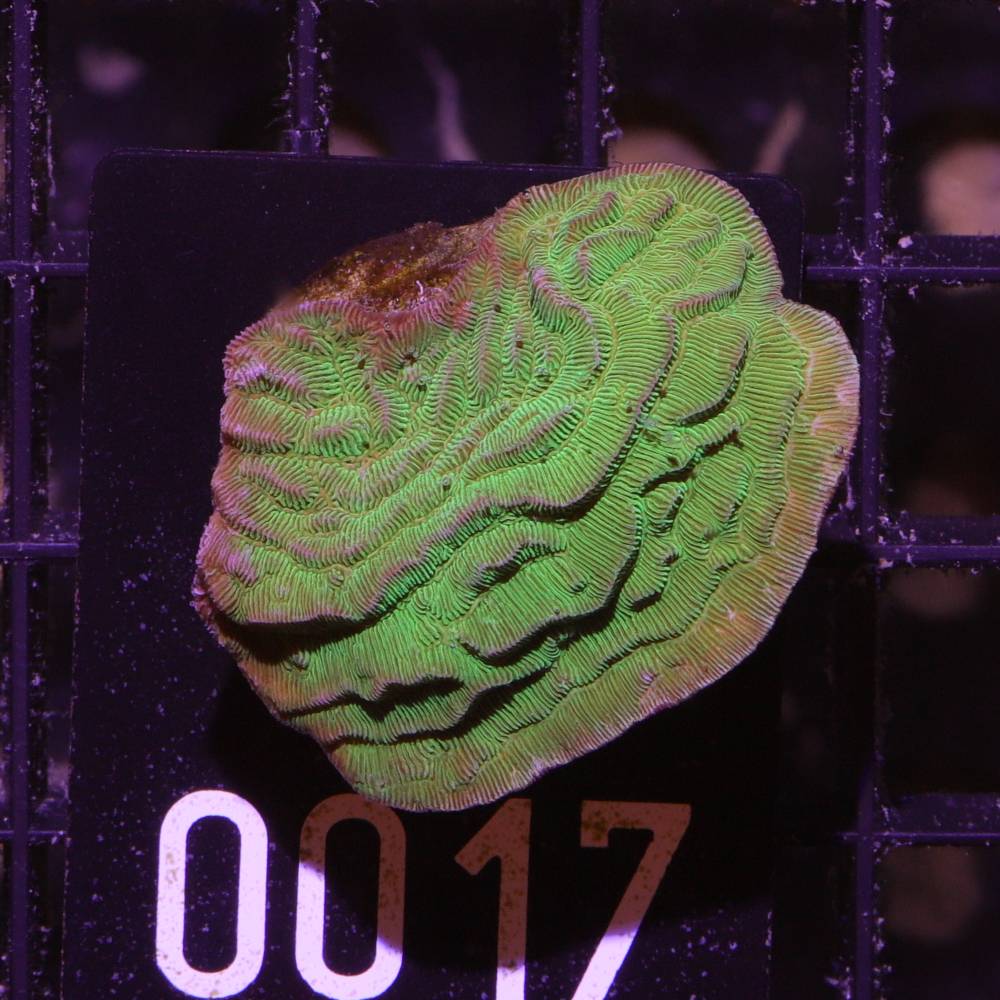 WYSIWYG Pachyseris rugosa • Doktorfisch