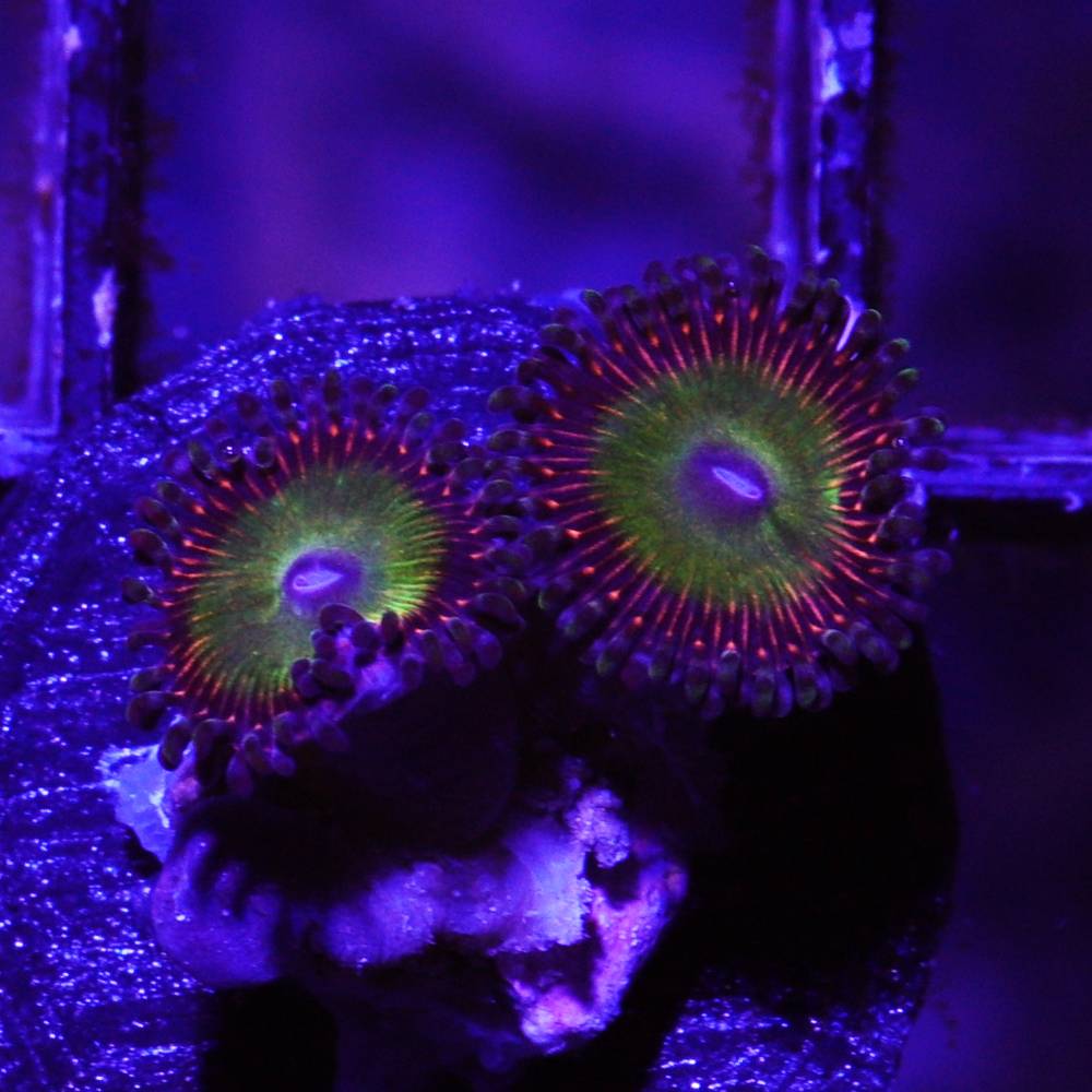 WYSIWYG Zoanthus "Candy Apple Red" 2 Polypen • Doktorfisch