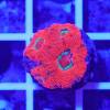 acanthastrea red green