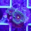 zoanthus captain america krustenanemone