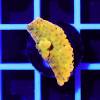 montipora flaming phoenix