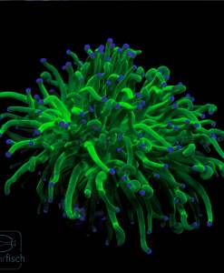 Euphyllia glabrescens Green