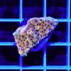 Montipora Danae Crazy-T