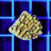 Montipora Danae Crazy T