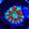 acanthastrea lordhowensis red green