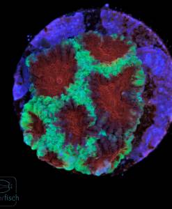 WYSIWYG Favia Christmas