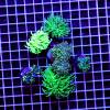 Euphyllia Green 6er Spar-Paket glabrescens, paraancora, paradivisa, yaeyamaensis