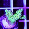 acropora microclados grasshopper