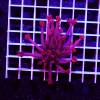 Goniopora “Ultra Red with Blue Tips”