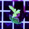 Anacropora greengoblin Montipora hirsuta