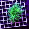 euphyllia glabrescens Ultra todd torch