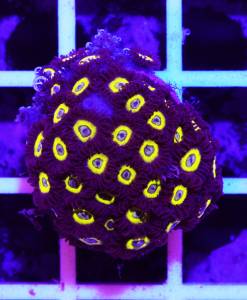 Alternative view of Zoanthus Lemon drops