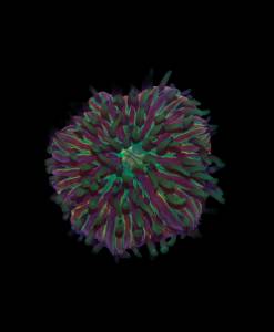 WYSIWYG Fungia "Rainbow"
