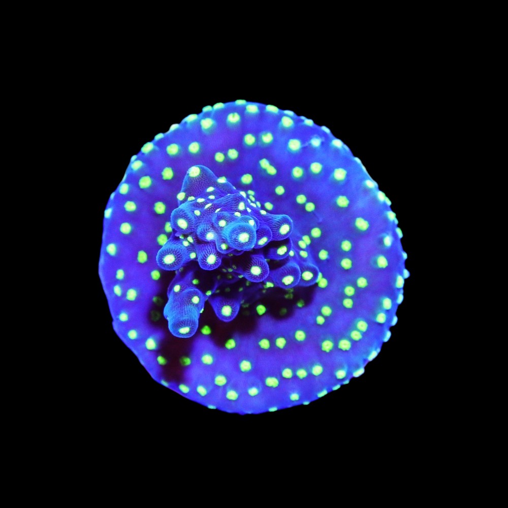 acropora bali tricolor