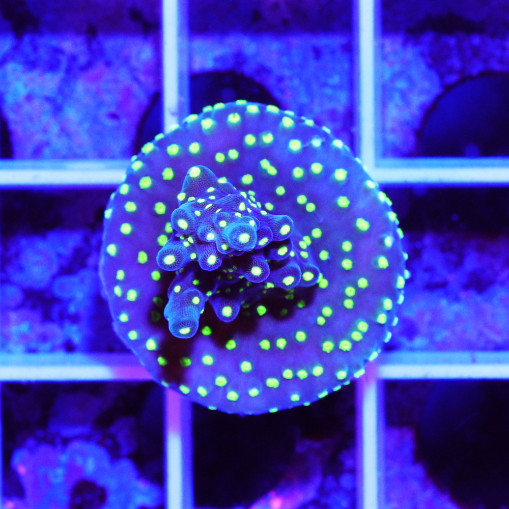 acropora bali tricolor