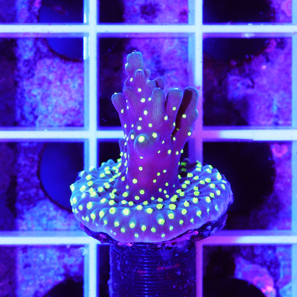 acropora bali tricolor