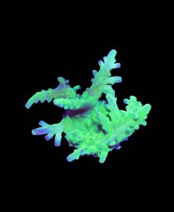 WYSIWYG Acropora batunai