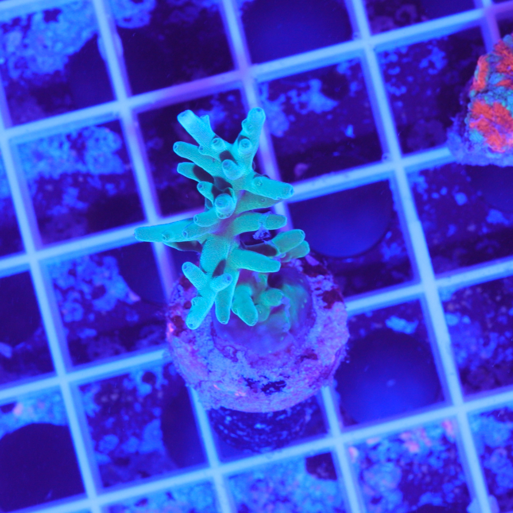 Acropora Echinata