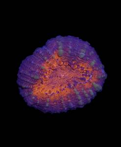 WYSIWYG Lobophyllia " multi color "