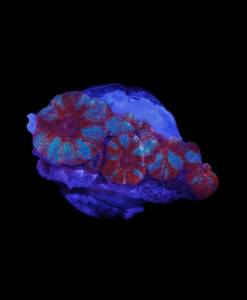 WYSIWYG Acanthastrea Lordhowensis "Multicolor"