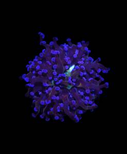 WYSIWYG Euphyllia Paradivisa "multi color" big head