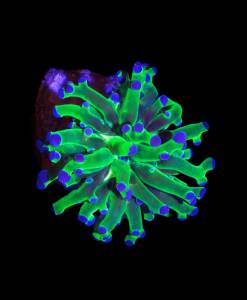 WYSIWYG Euphyllia Paradivisa