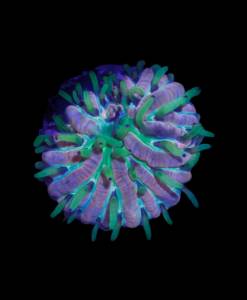 WYSIWYG Fungia "Rainbow"