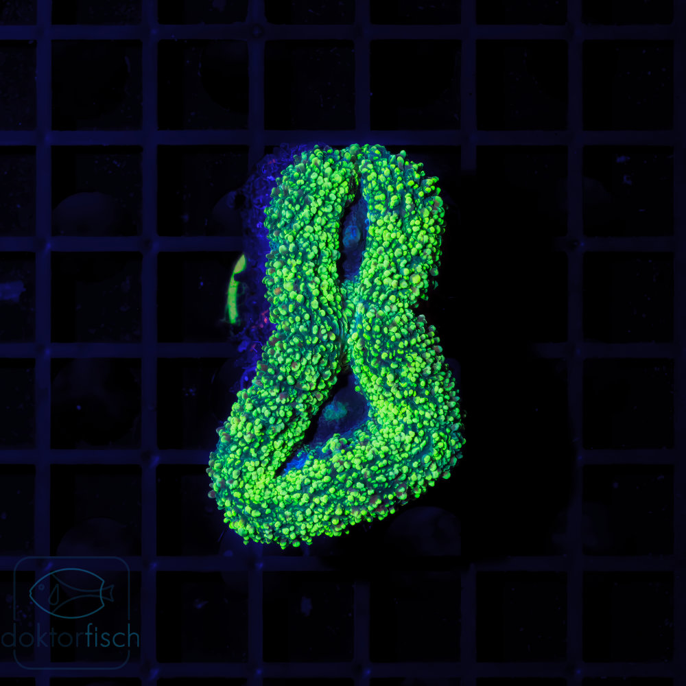 Lobophyllia sp. mit leuchtend grüner Farbe in seltener Ringform unter LED-Licht.