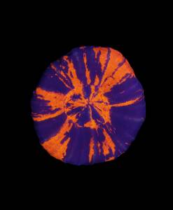 Scolymia Master Warpaint mit symmetrischem Neonorange-Muster auf violettem Grund.