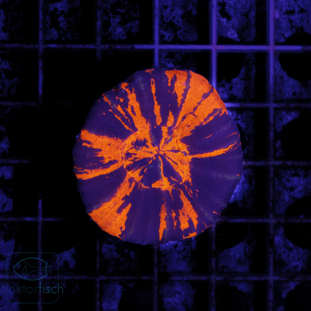 Scolymia Warpaint Koralle mit symmetrischem Neonorange-Muster auf violettem Grund unter LED-Licht.
