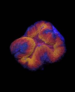 WYSIWYG Lobophyllia " multi color "