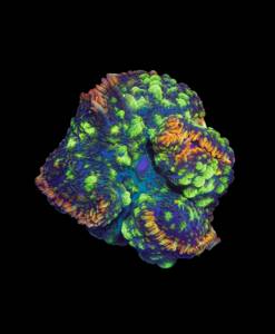 WYSIWYG Rhodactis "Crazy Bounce"