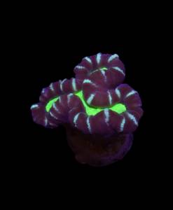 WYSIWYG Caulastrea furcata Bicolor