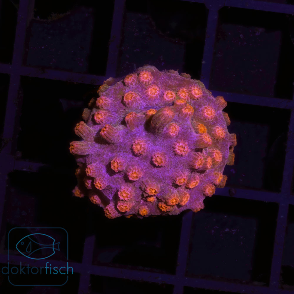 Cyphastrea "Bizarro"