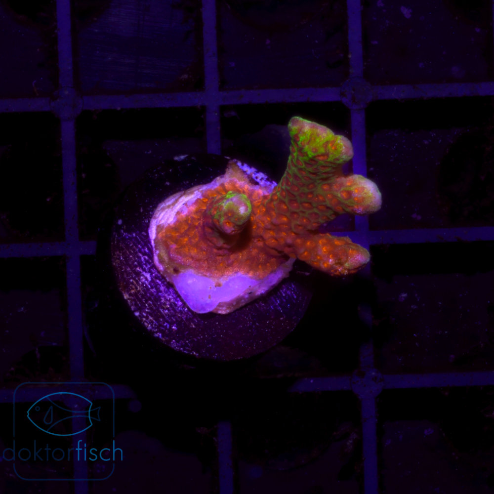 Montipora Forestfire