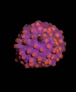Cyphastrea "Bizarro"