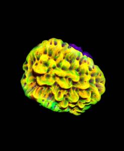 WYSIWYG Montipora Danae "Crazy T"