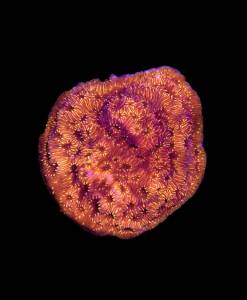 WYSIWYG Pavona maldivensis