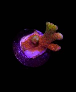 Montipora Forestfire