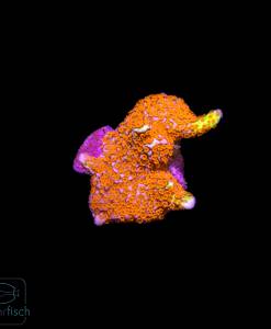 Montipora Forestfire