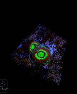 WYSIWYG Micromussa Holy Grail