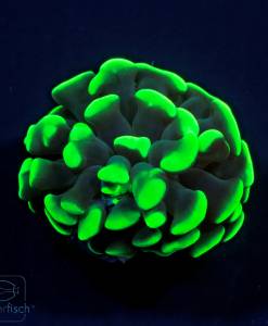 Euphyllia Paraancora toxic green