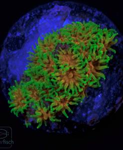 WYSIWYG  Leptastrea John Deere