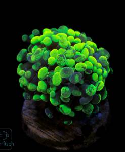 Euphyllia Paraancora toxic green