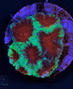 Alternative view of WYSIWYG Favia Christmas