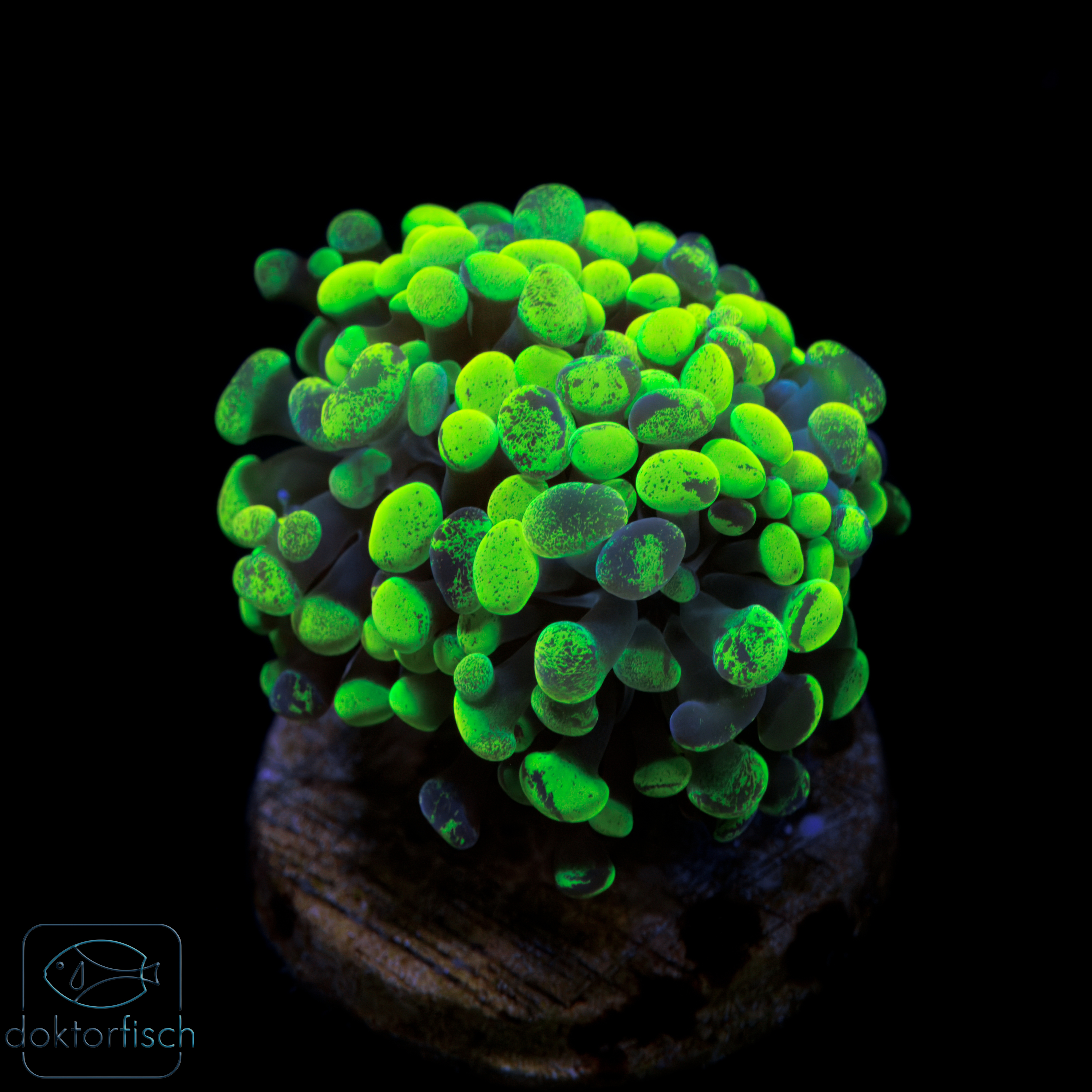 6000x6000 Euphyllia Paraancora toxic green